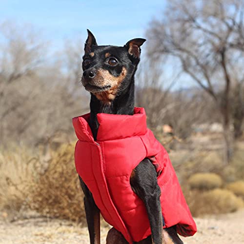 small dog outdoors wearing red Django puffer
