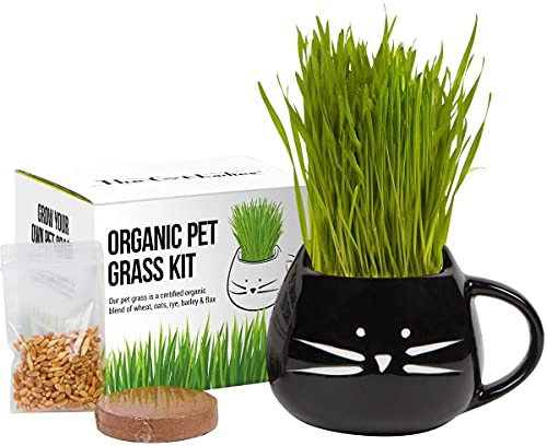 cat grass kit with black cat-faced mug