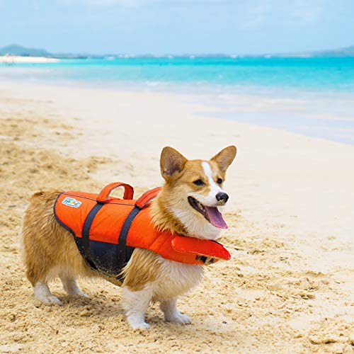 Corgi in dog life jacket