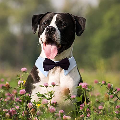 dog in tux collar in grassy field