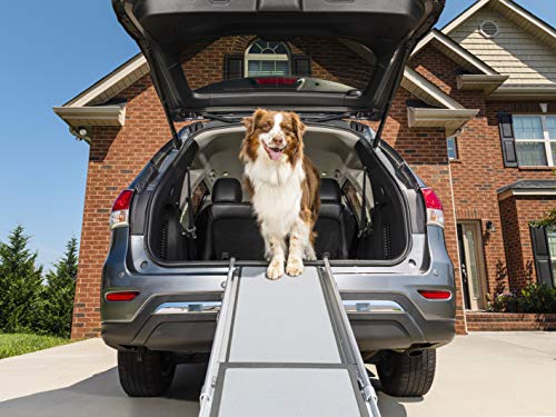 brown and white dog at top of ramp leading down from back of car