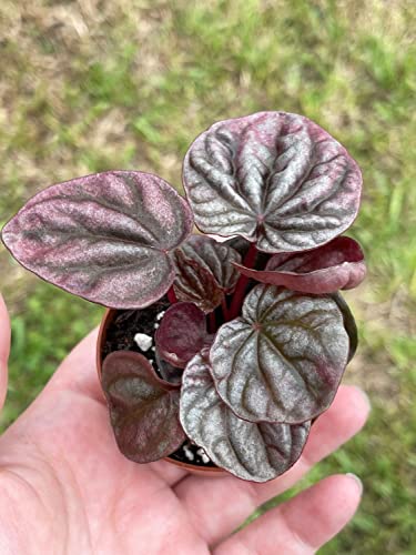 Peperomia Caperata Houseplant Safe for Dogs