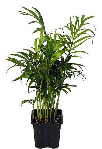 Parlor Palm Houseplant Safe for Dogs
