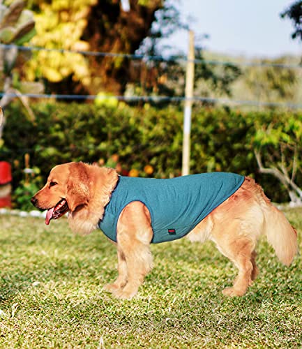 Dog on grassy lawn wearing teal sun shirt
