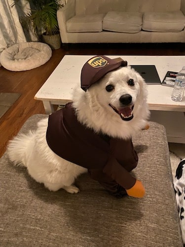Dog dressed up as a UPS driver