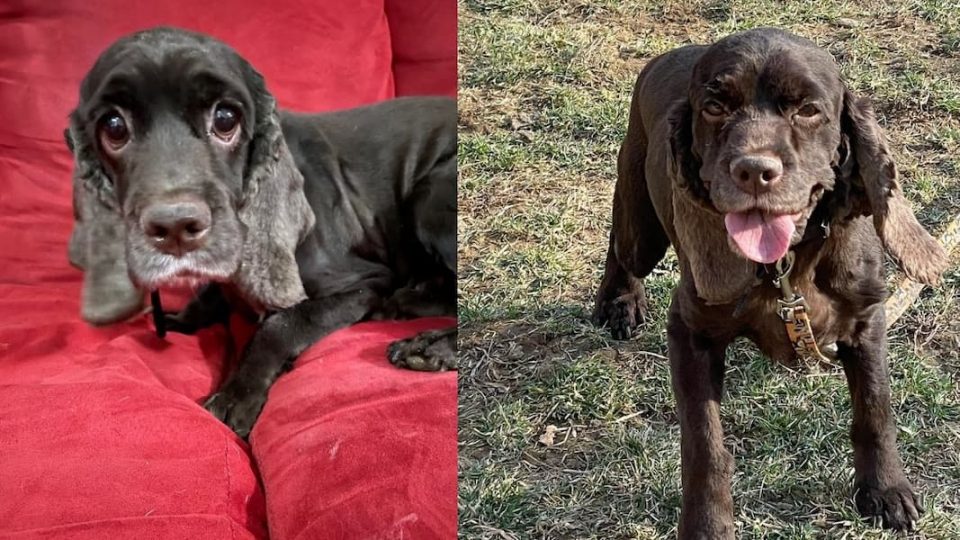 Before and after puppy mill rescue