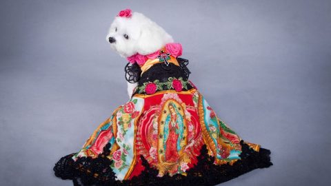 A dog models an elaborate Anthony Rubio creation.