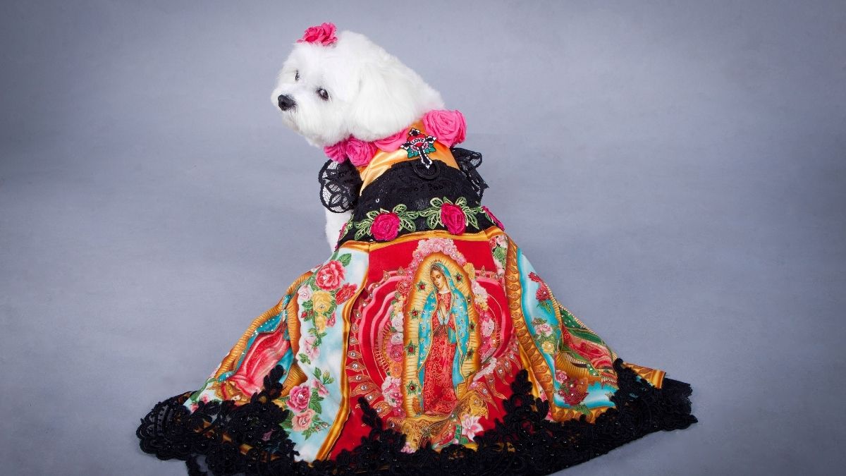 With Eye-Popping Custom Canine Couture, High Fashion Has Gone to