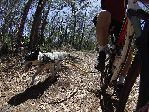 Dog Using Bike Tow Leash