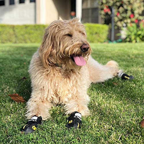 dog wearing booties to help with patellar luxation