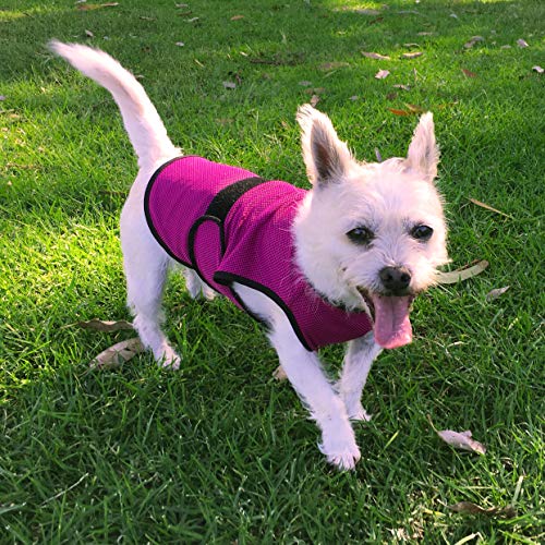 White dog in pink cooling vest