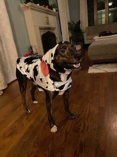 Dog dressed in a cow costume