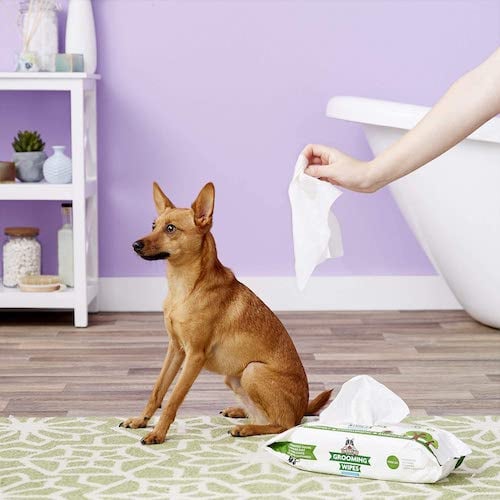Dog sitting in purple bathroom with dog wipes