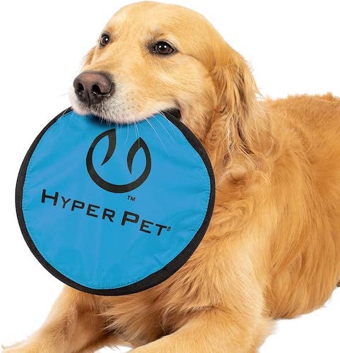 Golden Retriever holding blue disc toy in mouth