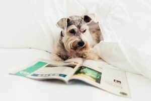 A dog reads a magazine on a bed in a Loews hotel room 