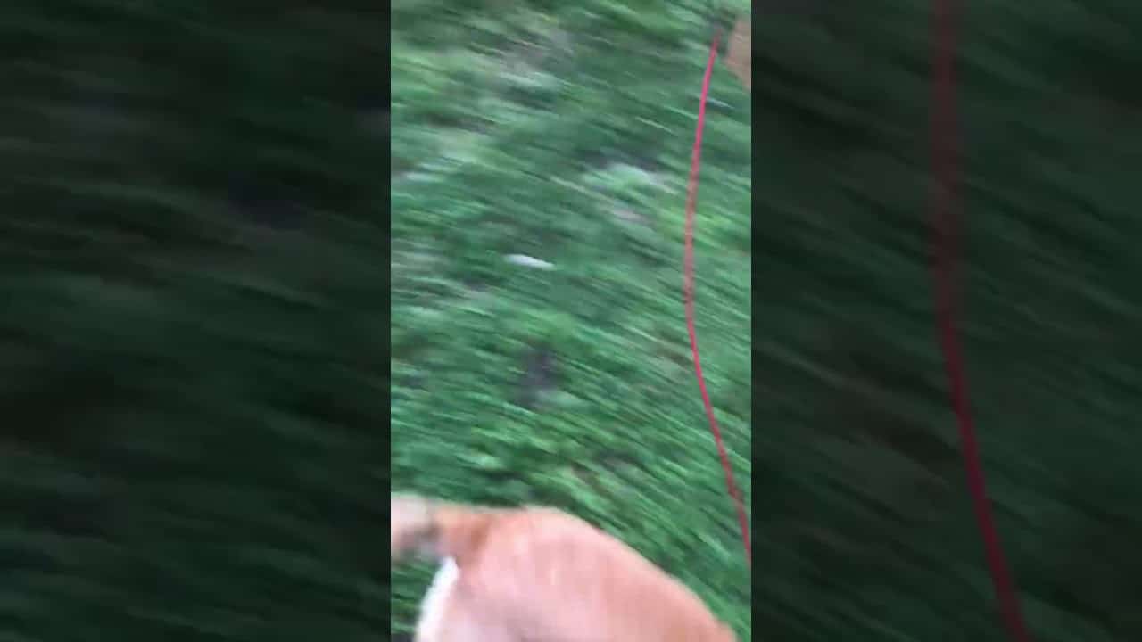 How To Stop a Dog from Digging, According to Experts