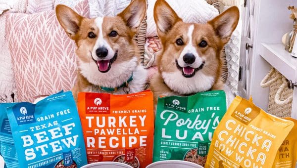 Corgis with bags of A Pup Above bone broth food