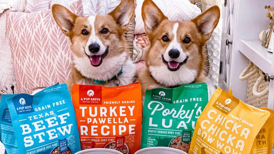 Corgis with bags of A Pup Above bone broth food