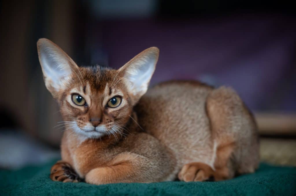 Close-up portrait cute Abyssinian kitten lies front view, and looking at the camera