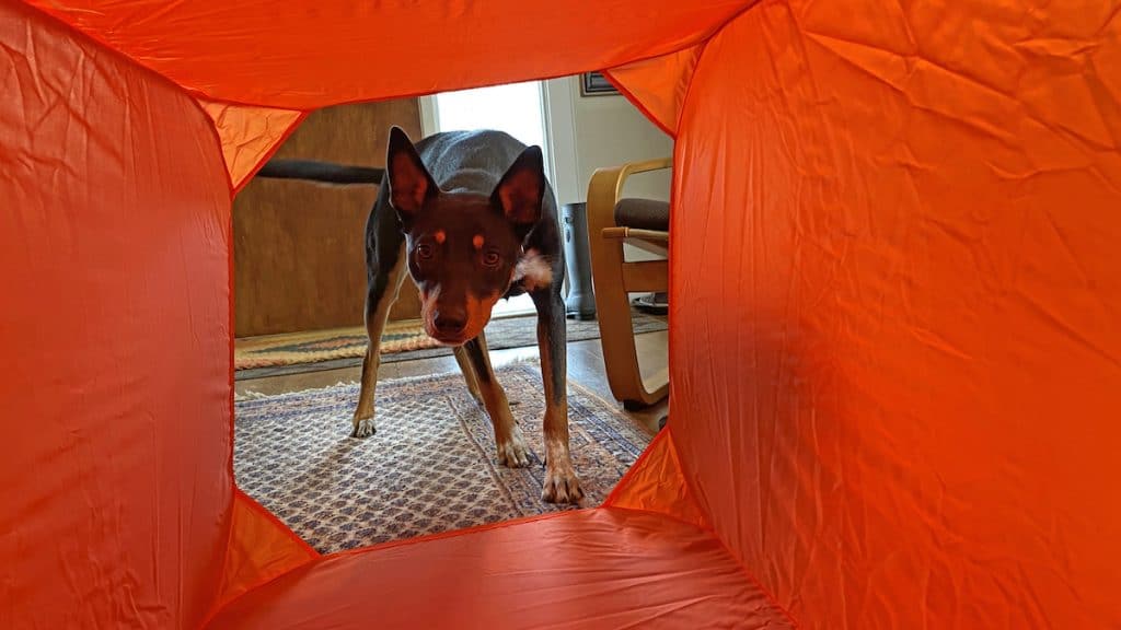 Dog looking through orange agility tunnel