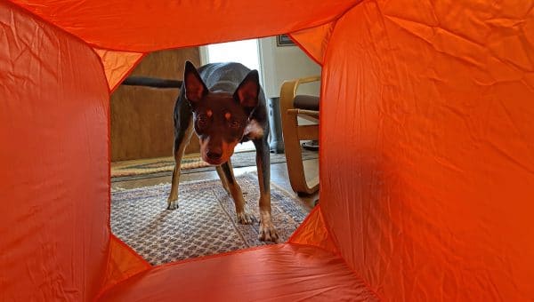 dog looking through orange agility tunnel