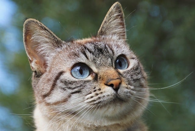 Close-up of cat outside with wide eyes 