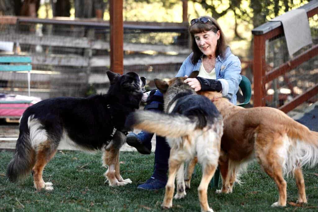 Alice Mayn, founder of Saving Senior Dogs Week