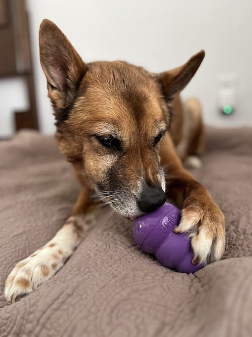 brown and white dog with purple senior kong toy