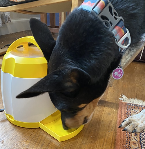 close up of dog getting treat from Arf Pets treat dispenser in this review
