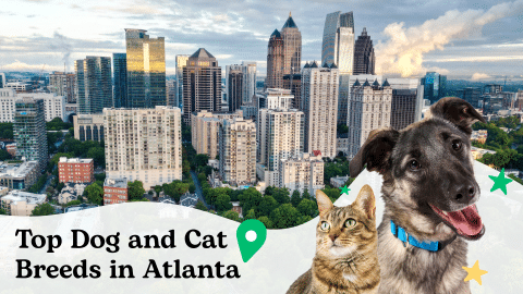 Most popular dogs and cats Atlanta