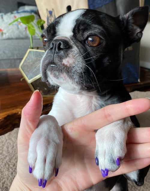 Dog Nail Polish | Our 5 Favorite Dog Nail Polishes for Pretty Paws