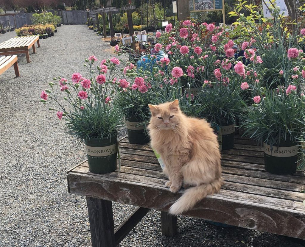 Cat among plants