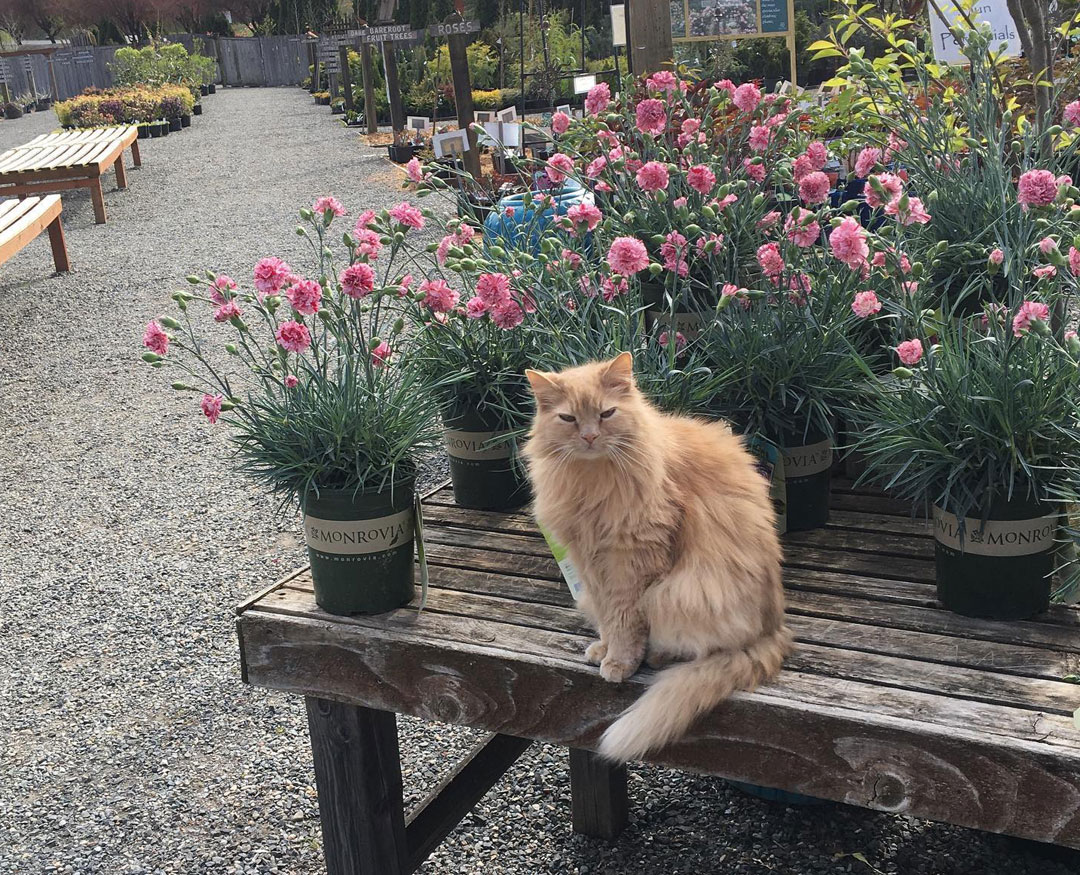 Shopping for Plants? Don't to Say Hi to Your Local Nursery Cat