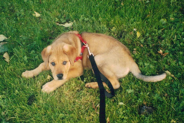 Dog wearing harness and leash sits in grass, looking guilty