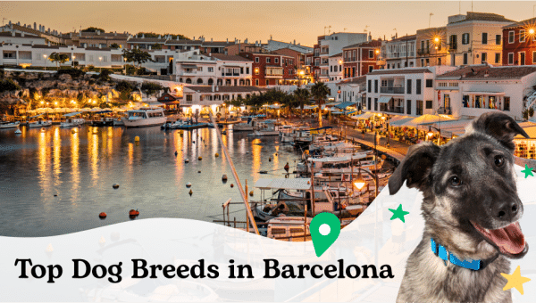 Top dog breeds Barcelona