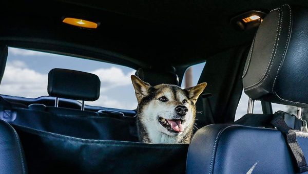 dog looking out from back seat of car