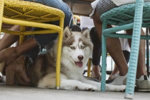 A dog lies under two chairs on the patio of Barrio restaurant