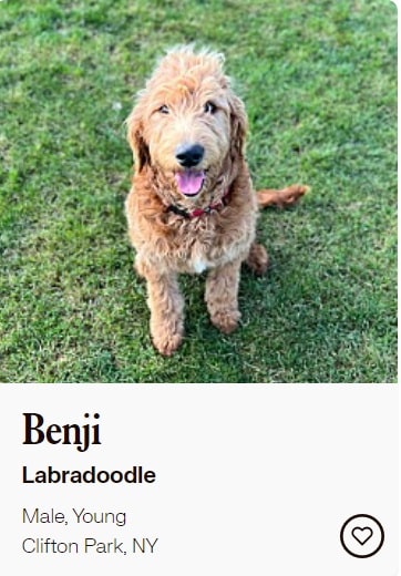 An adoptable Labradoodle