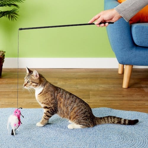 Cat looking at a flamingo cat wand toy.