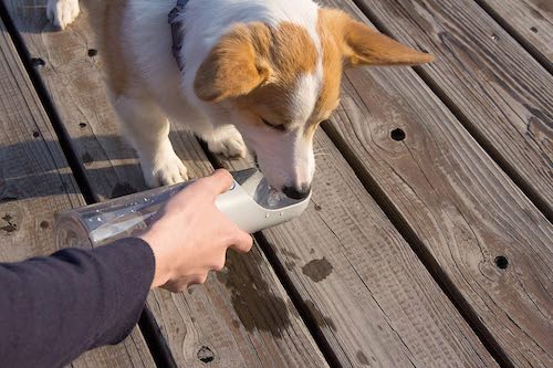 HOWGO Large Dog Water Bottle, Super Light-Weight, Portable, Food Grade  Silicone&Plastic Dog Water Bottle for Walking, Hiking, Running, Travel Dog