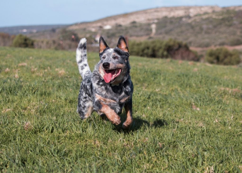 Australian Cattle Dog Running in the Countryside