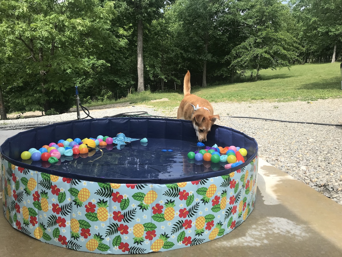 Dog bobs for toys in dog swimming pool