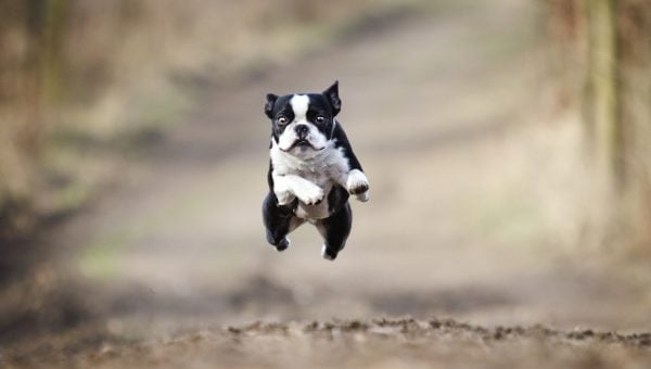 Boston Terrier leaping through air