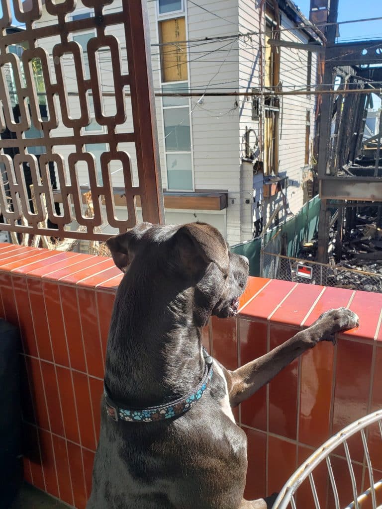Bud looks at fire damage