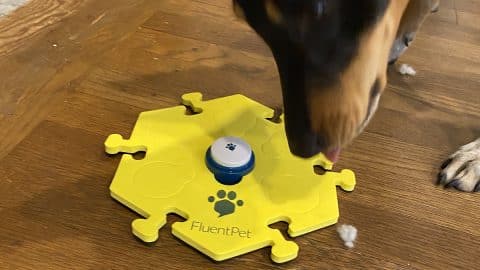 dog sniffing yellow FluentPet foam tile with button in the middle