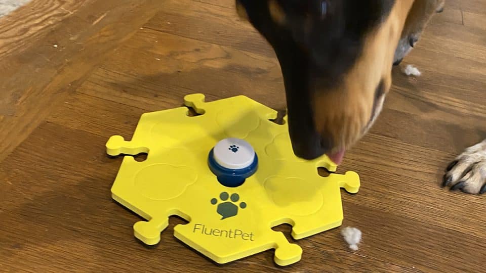 5 Fun Brain Games to Test Your Dog's Intelligence - The Online Dog