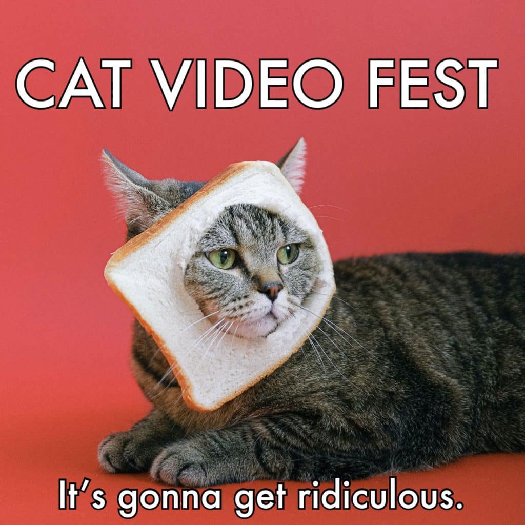 cat video fest graphic