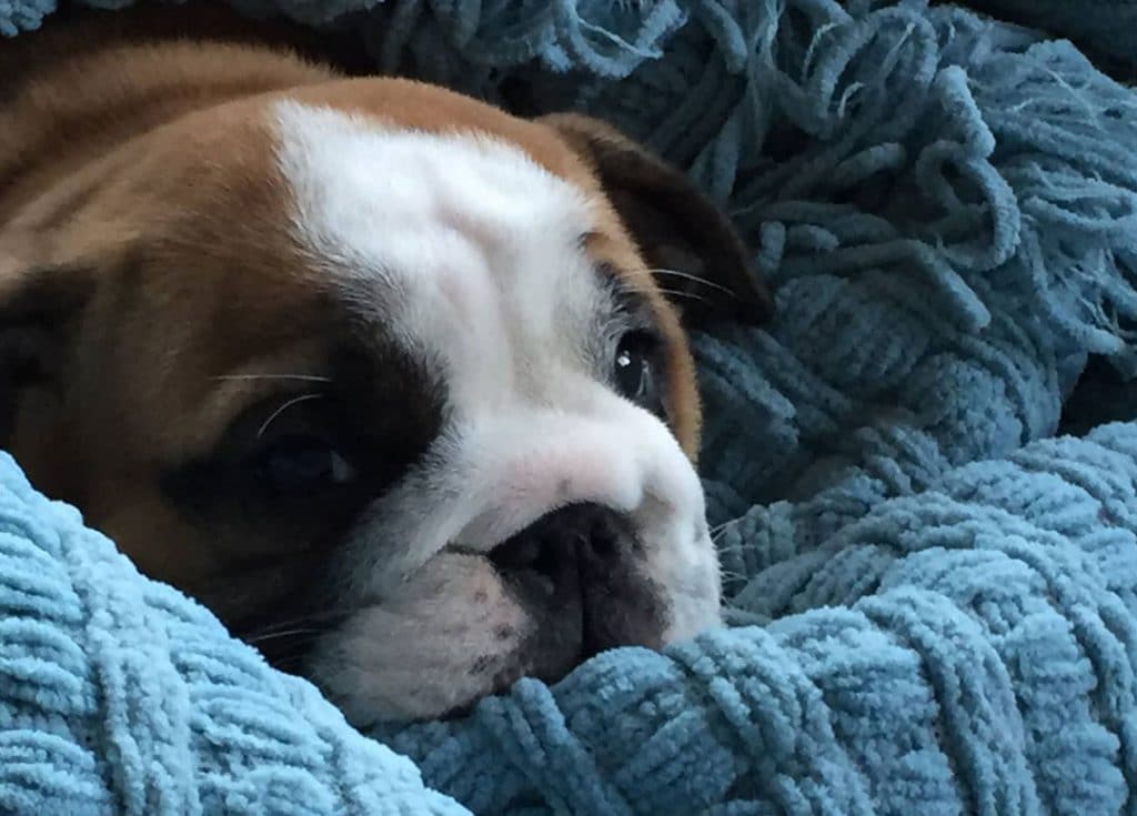 Chowder the Skateboarding Bulldog Has a Need For Speed