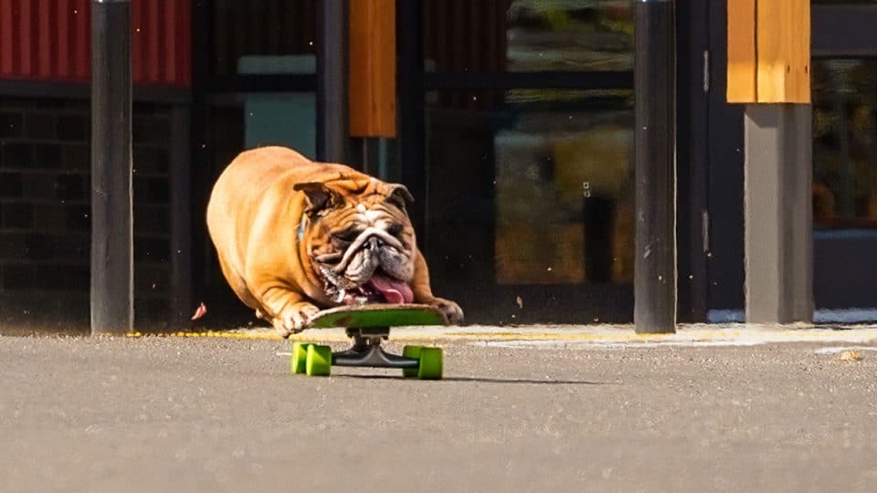 Chowder the Skateboarding Bulldog Has a Need For Speed