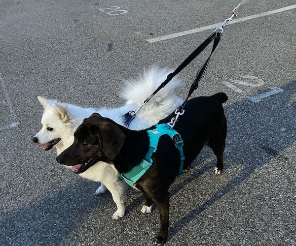 Two dogs on double-dog leash